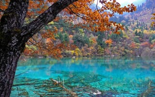 Обои лес, озеро, деревья, осень, природа