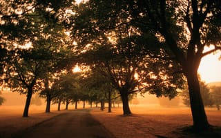 Картинка деревья, утро, листва, поля, свет, путь, туман, дорога