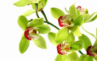 Картинка зеленый, белый, цветы, орхидеи, орхидные