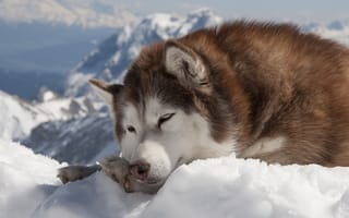 Обои хаски, собака, зима, снег
