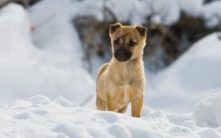 Картинка собака, зима, прогулка, снег