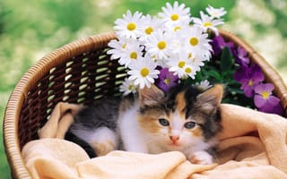 Картинка котенок, карзина, цветы