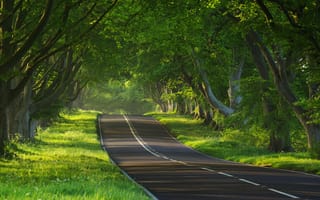 Картинка фото природы, настроение, природа, дороги, путь, дерево, настроения, пути, деревья, дорога