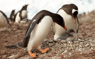 Обои Антарктика, природа, пингвины