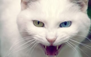 Картинка кошка, белая, глаза