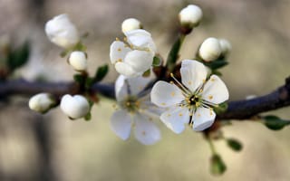 Картинка макро фото, природа, цветки, белая вишня