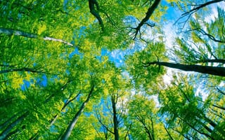 Картинка деревья, взгяд снизу, небо, зелёное царство, лес
