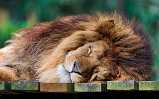 Картинка лев, спит, грива
