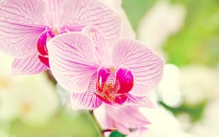 Картинка орхидея, цветок, фаленопсис, макро