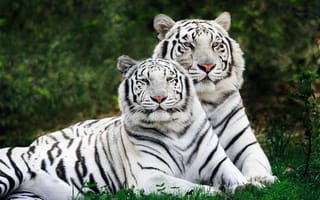 Картинка альбиносы, Тигры, поляна