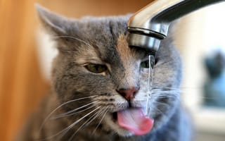Картинка кот утоляет жажду, льётся вода, кран