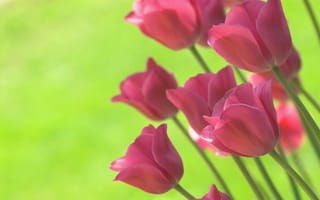 Картинка салатовый, весна, тюльпаны, ярко, цветы