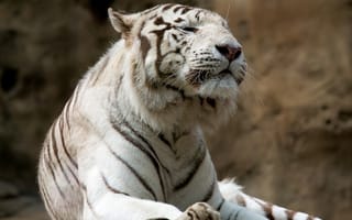 Картинка белый, хищник, тигр