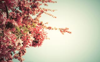 Обои весна, дерево, цвет
