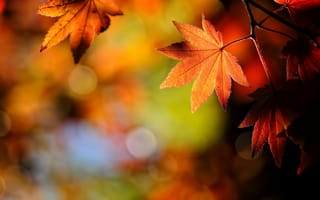 Обои осень, лист, природа