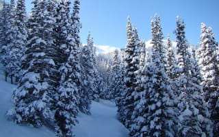 Картинка деревья, зима, снег, пейзажи, природа, зимние
