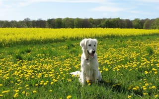 Обои собака, лето, поле