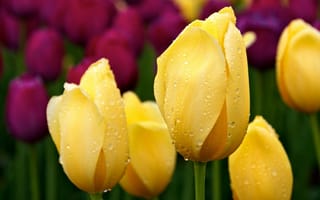 Обои капли, тюльпаны, весна, лепестки, цветок, природа, цветы, тюльпан, бутон, роса