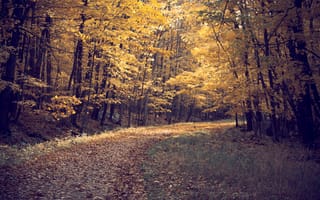 Обои лес, дорога, осень, листья, деревья, природа, пейзаж