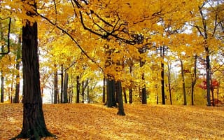 Картинка листопад, лес, осень