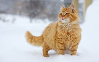 Картинка снег, кот, рыжий