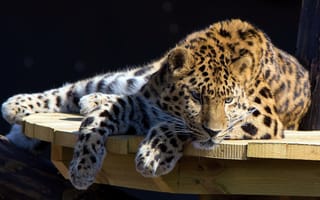 Картинка отдых, столик, Леопард