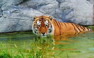Картинка камень, вода, тигр, удивлённый, отдых, трава