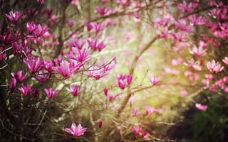 Обои природа, цветы, весна