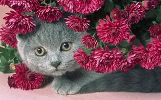 Картинка сереневые, пухлый котик, цветы, серый, кот, красивый
