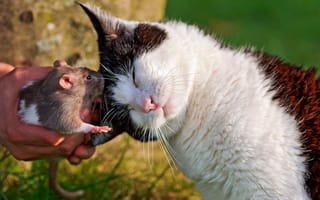 Картинка крыса, друзья, кошка