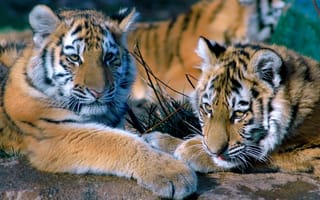 Картинка тигр, котята, Хищник