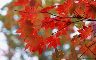 Картинка клен, листья, красный, блики, ветки, осень, дерево