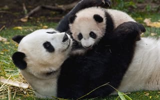 Картинка мама, панда, малыш, детеныш