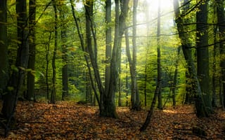 Обои листья, парк, дерево, осенние, леса, природа, осень, деревья