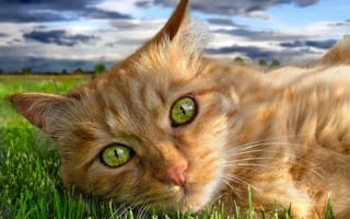Картинка кот, трава, зелень, рыжий, глаза