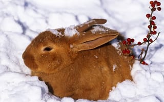 Картинка зима, кролик, рыжий, снег, ягоды, заяц