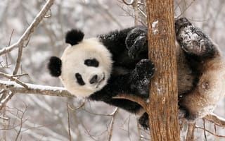 Картинка медведь, зима, снег, Панда