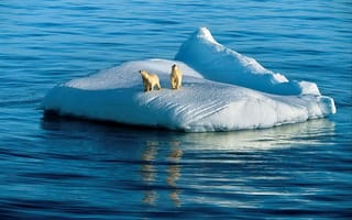Картинка Арктика, белые медведи, океан, льдина