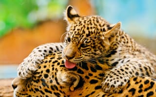 Картинка мама, игра, малышь, леопарды