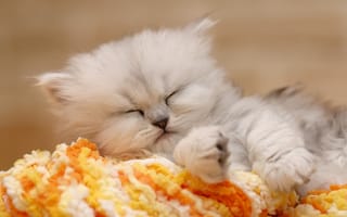 Картинка british chinchilla, сон, котёнок, Британская шиншилла