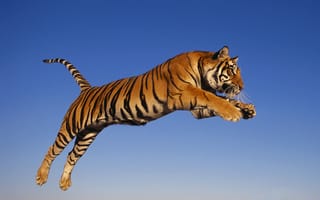 Картинка прыжок, хищник, тигр