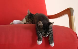 Картинка кресло, красная накидка, спят, котята, двое