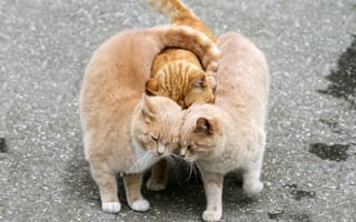Картинка кошки, асвальт, трио, ласки