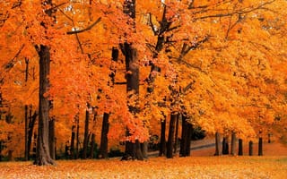 Картинка листья, осенние, жёлтый, парки, природа, листопад, осень, деревья, леса