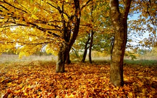 Картинка деревья, осень, природа, осенние, листья