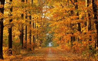 Обои осенняя пора, лес, осень, природа, дорога, осенние, красивые, деревья