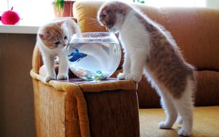 Картинка рыбка, котенок, кот, кошка, аквариум