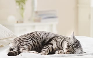 Картинка кот, антон, спит
