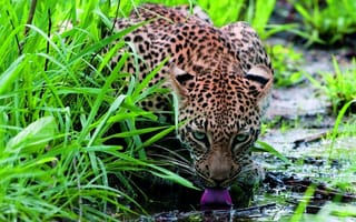 Картинка трава, вода, животное, леопард, утоляет жажду