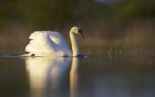Картинка белый, трава, птица, отражение, закат, гладь, лебедь, озеро, пруд